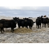 Image 2 : Fox Cattle Co. - 50 Black/BBF Simm X March Calving Bred Heifers (Foam Lake, SK)