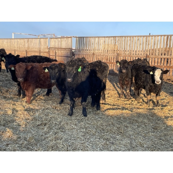 Drew Bayes - 650# Jan/Feb Delivery Heifers - 85 Head (Trochu, AB)