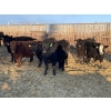 Image 1 : Drew Bayes - 650# Jan/Feb Delivery Heifers - 85 Head (Trochu, AB)