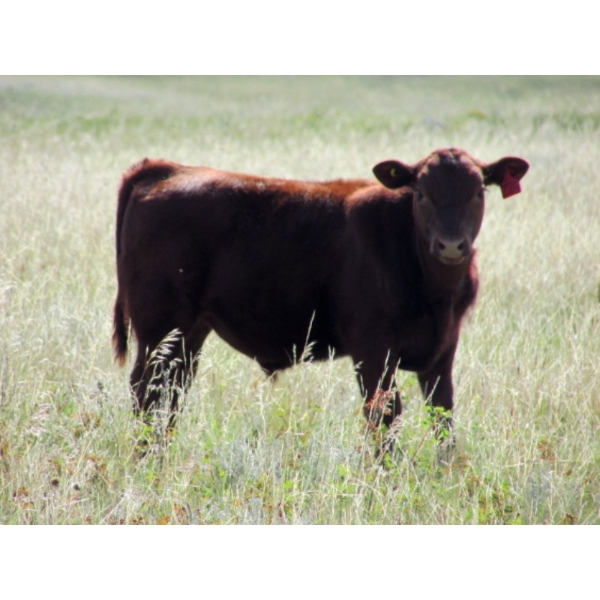 Ed & Connie Gammie - 500# December Delivery Steers - 120 Head (Handhills, AB)