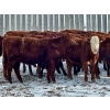 Image 3 : Doug Reinhardt - 700# March Delivery Heifers - 34 Head (Irricana, AB)