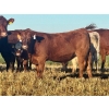 Image 5 : Darcy, Colton & Blake Reinhardt - 700# October Delivery Steer Calves - 88 Head (Nightingale, AB)