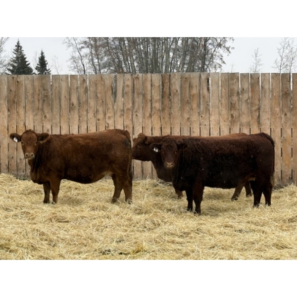 Marcinek Cattle Company - 5 Red Simm/Angus X Bred Heifers (Condor, AB)