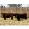 Image 1 : Marcinek Cattle Company - 5 Red Simm/Angus X Bred Heifers (Condor, AB)