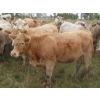 Image 7 : Taylor Enterprises Inc. - 900# Sept/Oct Delivery Grass Heifers - 140 Head (Wawota, SK)