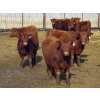 Image 4 : Fyke Ranch Ltd. - 775# March Delivery Steers - 150 Head (Leader, SK) VBP+
