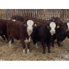 Image 4 : Four Forty Farms - 825# January Weaned Heifers - 65 Head (Eckville, AB)