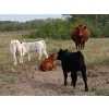 Image 2 : Donna & Owen Weekes  - 7 Cow/Calf Pairs (Biggar, SK)