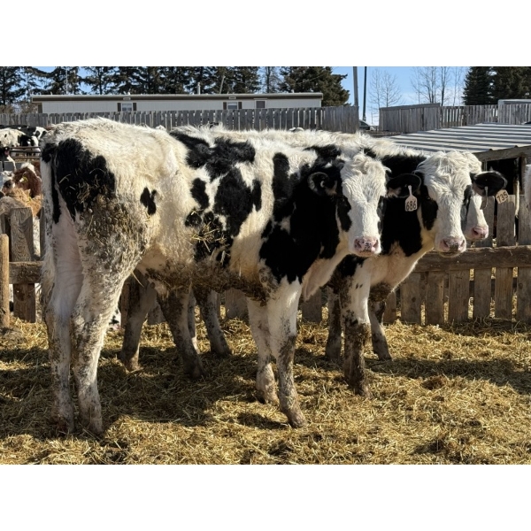 CS Livestock - 750# Holstein Steers - 18 Head (Rimbey, AB)