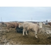Image 8 : Wayne & Logan Lytwyn - 785# February Delivery Heifers - 75 Head (Winnipegosis, MB)