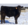 Image 3 : 7L Ranch - 905# March Delivery Steers - 67 Head (Lakeland, MB) VBP+