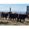 Image 6 : Hillcrest Farming Co. - 690# March Delivery Steers - 90 Head (Dundurn, SK)