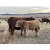 Image 4 : Einar & Judy & Logan & Emily Nelson - 630# October Delivery Steer Calves - 100 Head (Maycroft, AB)