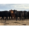 Image 2 : Mark Oldfield - 30 Angus/Simm X March/April Calving Mature Cows (Milo, AB)