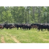 Image 6 : Hines Ranching Co. Ltd. - 525# November Delivery Steer Calves - 100 Head (Marwayne, AB)