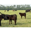 Image 6 : Winchester Cattle Company - 750# November Delivery Steer Calves - 82 Head (Leslieville, AB)