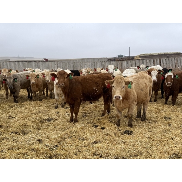 Lazy B Farm & Ranch - 975# August Delivery Heifers - 170 Head (Linden, AB)