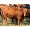 Image 5 : Riverbend Ranch - 850# October Delivery Grass Heifers - 120 Head (Coronation, AB)