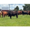 Image 9 : Hines Ranching Co. Ltd. - 28 AI Red X February Calving Bred Heifers (Marwayne, AB)