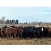 Image 5 : Bruce & Judy Dickson - 1081# November Delivery Heifers - 95 Head (Leslieville, AB)