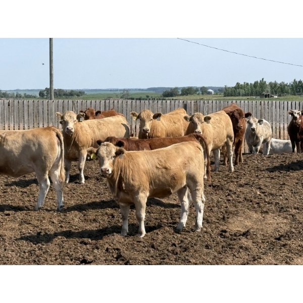 Lesher Lane Enterprises - 975# July Delivery Heifers - 235 Head (Lacombe, AB)