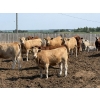 Image 1 : Lesher Lane Enterprises - 975# July Delivery Heifers - 235 Head (Lacombe, AB)