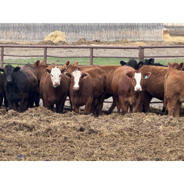 Bruce & Judy Dickson - 909# May Delivery Heifers - 50 Head (Leslieville, AB)