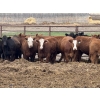 Image 1 : Bruce & Judy Dickson - 909# May Delivery Heifers - 50 Head (Leslieville, AB)