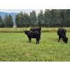 Image 8 : Brady Ranches - 740# October Delivery Steer Calves - 15 Head (Heffley Creek, BC)