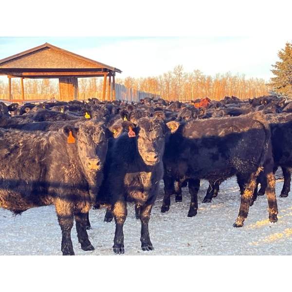 BN Ranch - 730# January Delivery Steers - 240 Head (Boyle, AB)