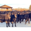 Image 1 : BN Ranch - 730# January Delivery Steers - 240 Head (Boyle, AB)