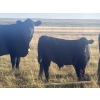 Image 2 : Harley Hutton - 570# October Delivery Steer Calves - 90 Head (Hanna, AB)