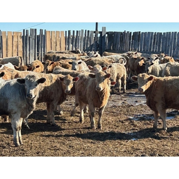 Selte Farms (1985) Ltd. - 750# Heifers - 72 Head (Vermilion, AB)