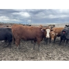 Image 2 : Birch Island Land & Cattle - 1050# June/July Delivery Heifers - 57 Head (Rhein, SK)