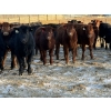 Image 2 : Reid Ranching Cremona - 590# January Delivery Steers - 100 Head (Cremona, AB)