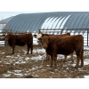 Image 2 : Winn Man Farms - 695# March Delivery Steers - 22 Head (Winnipegosis, MB)