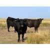Image 6 : Riverbend Ranch - 1040# October Delivery Grass Steers - 280 Head (Scotfield, AB)