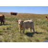 Image 10 : Johnston Ranches - 690# October Delivery Steer Calves - 80 Head (Cereal, AB)