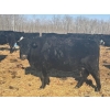 Image 2 : Double X Management - 46 1st - 4th Calvers (Langruth, MB)