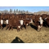 Image 4 : Stankievech Ranches - 680# January Delivery Steers - 90 Head (Trochu, AB)