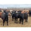 Image 6 : Chipping Hill Cattle Co. - 525# May Delivery Heifers - 65 Head (MacGregor, MB)