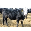 Image 11 : A&A Farms - 25 BWF/BBF Replacement Heifers (Coaldale, AB)