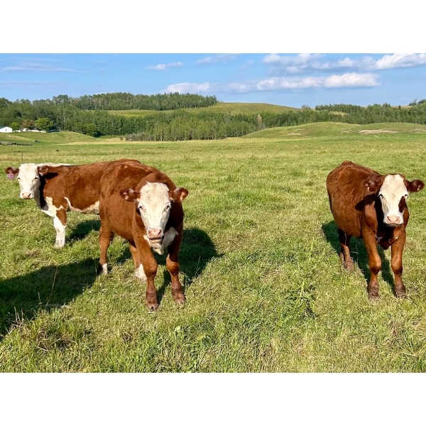 Gunnar & Mathea Fuchs - 820# September Delivery Grass Steers - 17 Head (Sangudo, AB)