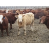 Image 14 : Helland Land & Cattle Co. Ltd. - 992# March Delivery Steers - 100 Head (Lomond, AB)