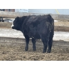 Image 6 : Justin Regehr - 860# January Delivery Steers - 40 Head (Linden, AB)