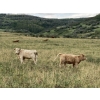 Image 6 : Lindy Greig - 535# Sept/Oct Delivery Heifer Calves - 37 Head (Nanton, AB)