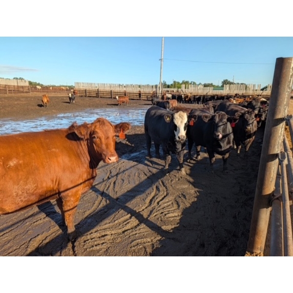 Justin Unrau - 1075# September Delivery Heifers - 56 Head (MacGregor, MB)