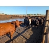 Image 1 : Justin Unrau - 1025# September Delivery Heifers - 176 Head (MacGregor, MB)