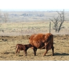 Image 2 : Black Powder Cattle Company - 35 May Delivery Pairs (Oxbow, SK)