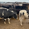 Image 2 : Idaho Dairies/Ranches - 80 Cows (Burley, ID)